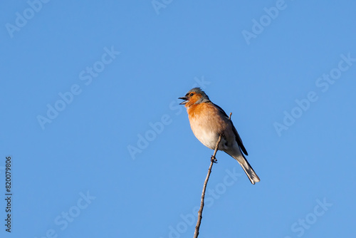 Common chaffinch  (Fringilla coelebs). Bird in its natural environment. 