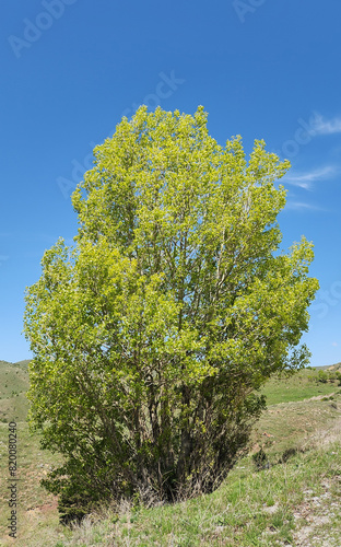 Black poplar (Populus nigra) tree by a stream bank in springtime photo