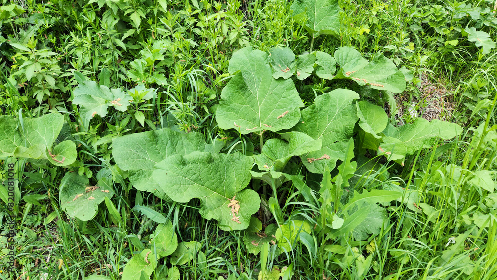 Leaves of a burdock plant (Arctium platylepis) in shade areas under trees by a stream bank Leaves of a burdock plant (Arctium platylepis) in shade areas under trees by a stream bank