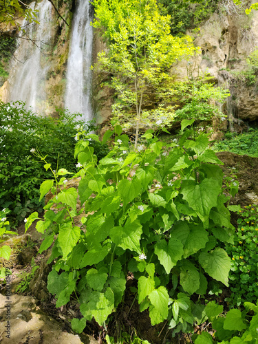 Blooming garlic mustard (Alliaria petiolata), is a biennial flowering plant in the mustard family (Brassicaceae) that across the waterfalls on a stream photo