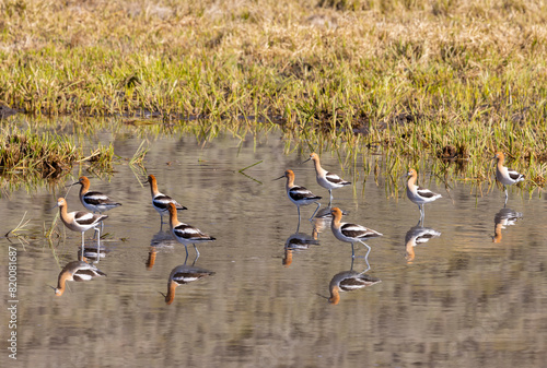 American Avocets Reflected in a Pond in Wyoming © natureguy