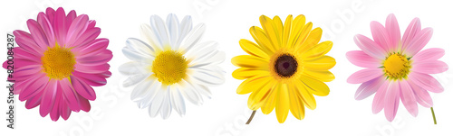 A set of daisy flowers isolated on a white background  perfect for nature-related designs  decorations  or botanical illustrations.