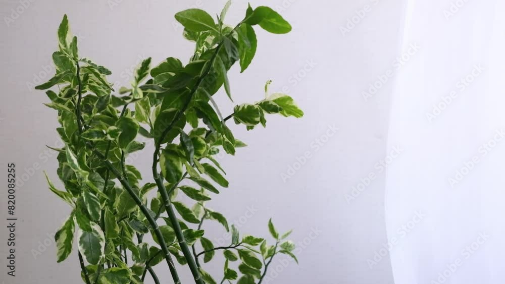 Green houseplant near a white wall and window. Interior decoration in a minimalist style. Green houseplant near a white wall and window. Interior decoration in a minimalist style.