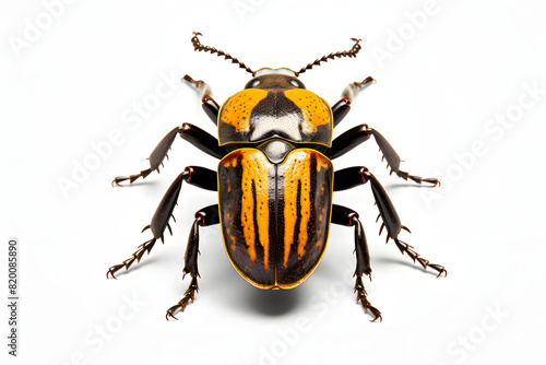 Intricate Beetle Patterns