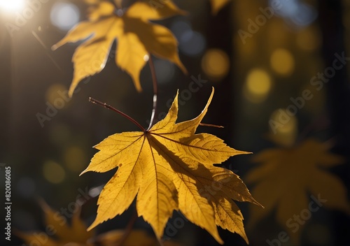 Bright yellow maple leaves  a sign of fall s arrival  dot the branches of a colorful tree