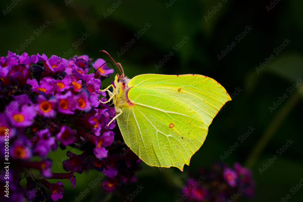 Schmetterling