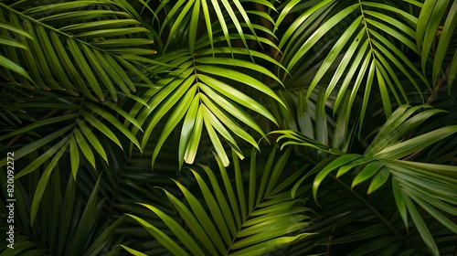 tropical palm leaf and shadow  abstract natural green background  dark tone textures