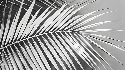 tropical palm leaf and shadow, abstract natural green background, dark tone textures