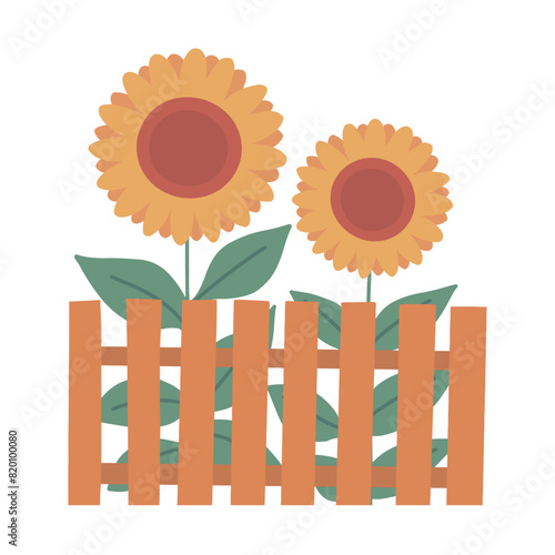 Sunflowers with yellow flowers behind a fence. Farming and rustic motif. Agricultural plant, sunflower oil. Cartoon vector illustration isolated on white background