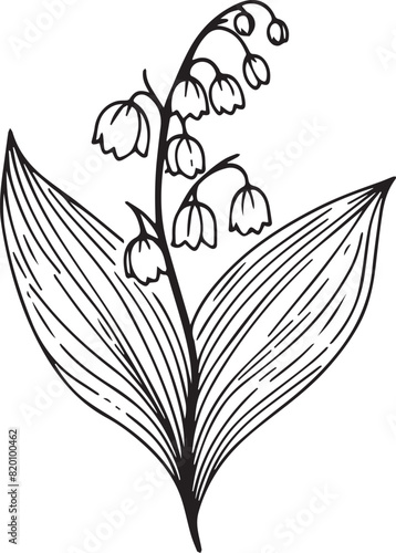 Birth month flower lilly of the valley line art vector illustrations Lily of The Valley May birth flower black ink sketch. Modern minimalist hand drawn design for logo, lilly or the valley wall art