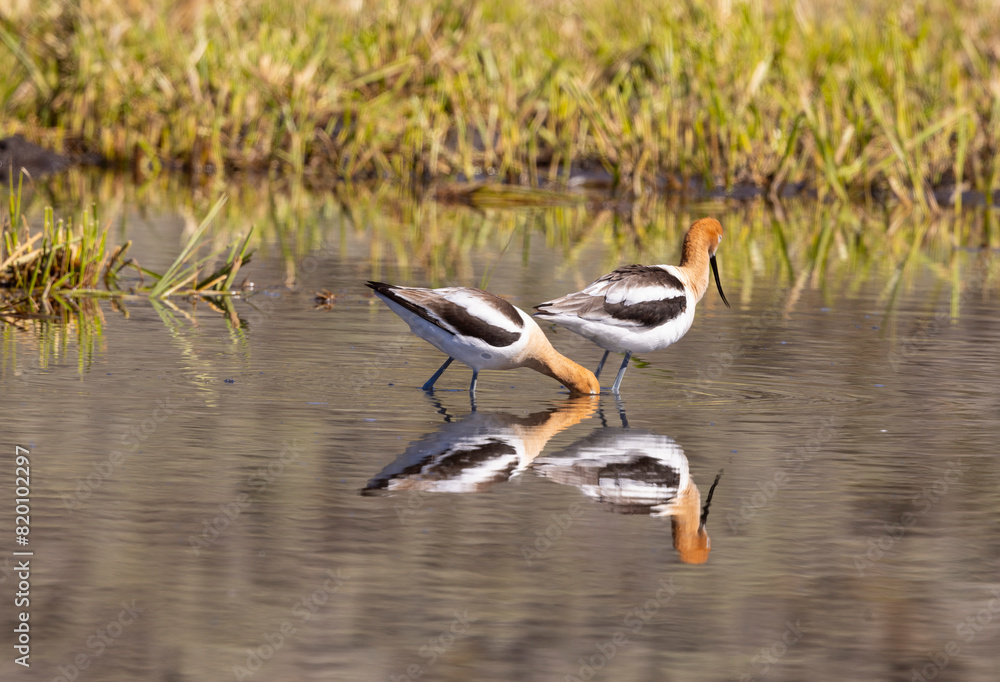 American Avocets Reflected in a Summer in a Pond in Wyoming