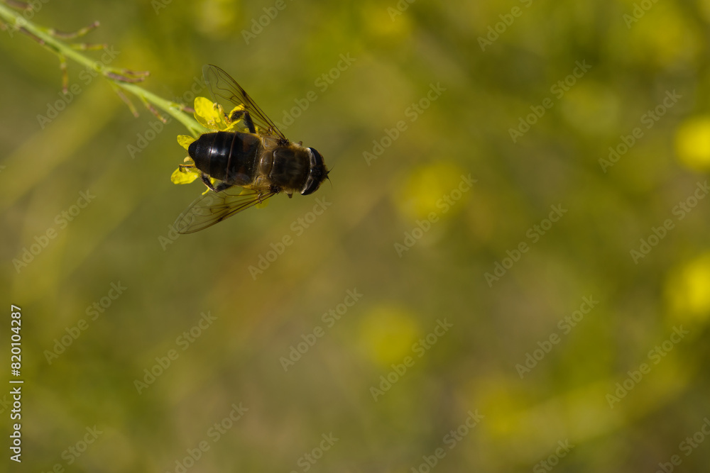 close-up, macro, insect, animal, nature, wildlife, plant, spring close-up, macro, insect, animal, nature, wildlife, plant, spring