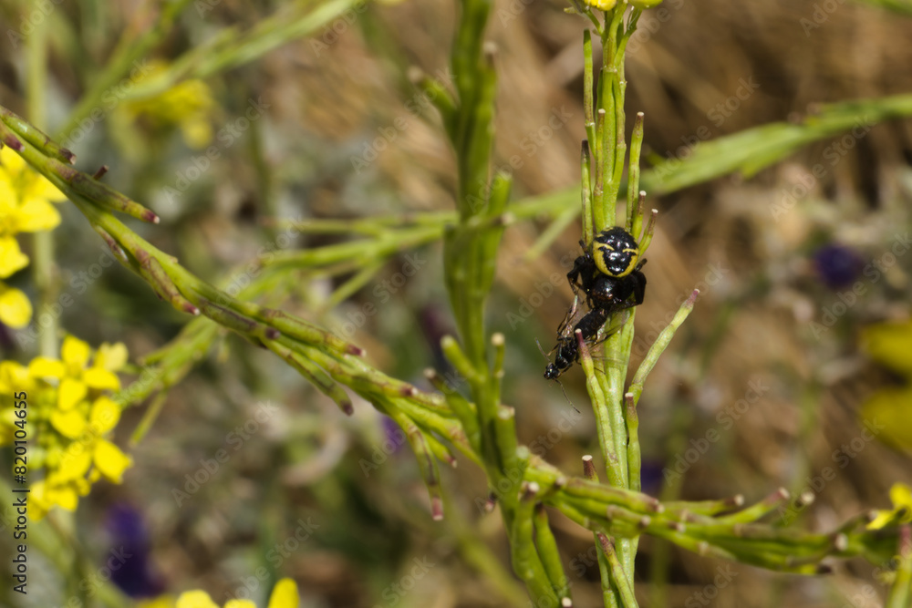 Fototapeta premium close-up, macro, insect, animal, nature, wildlife, plant, spring