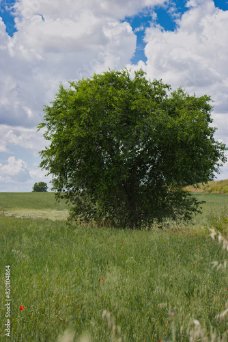 tree, green, spring, field, plant, flora, sunny, lonely, outdoor