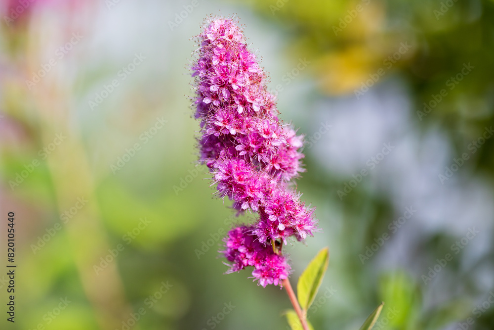 Pink flowers of the Spiraea douglasii, macro photo Pink flowers of the Spiraea douglasii, macro photo