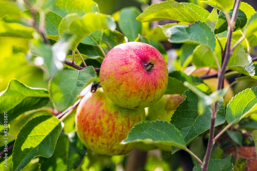 Red green apples grow on a branch of an apple tree Red green apples grow on a branch of an apple tree