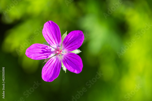 Purple flower is over blurred green background on a sunny summer day