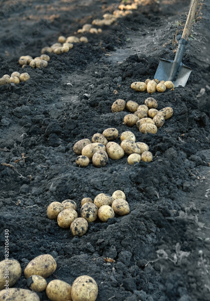 picking of fresh potatoes with shovel in farm field. Organic potato harvest, soil ground natural background. harvest season. Gardening Organic vegetables. Agriculture, farming concept picking of fresh potatoes with shovel in farm field. Organic potato harvest, soil ground natural background. harvest season. Gardening Organic vegetables. Agriculture, farming concept