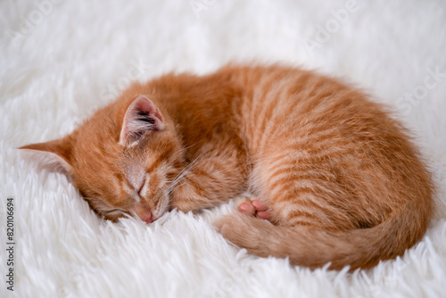 small red kitten sleeping on a white blanket