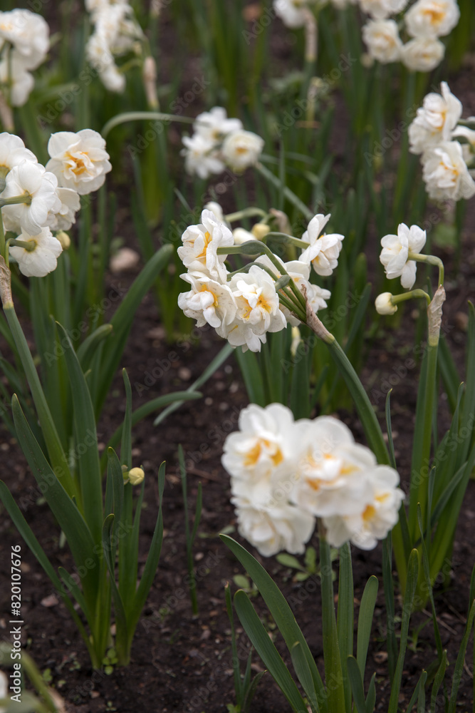 Large flower bed with bright daffodils Large flower bed with bright daffodils
