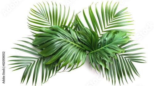 Tropical Foliage  Isolated Green Palm Leaves on White Background