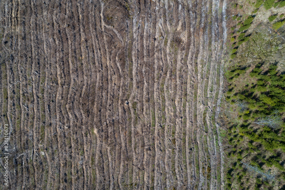 Obraz premium Birds eye view of a felling. Lots of dead trees, desolace and environmental problems.