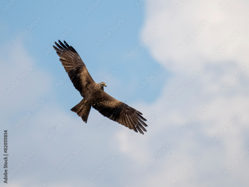 Schwarzmilan oder Schwarzer Milan (Milvus migrans) Schwarzmilan oder Schwarzer Milan (Milvus migrans)