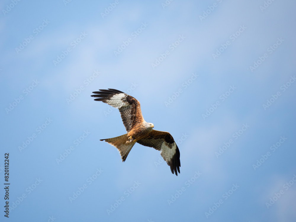 Obraz premium Rotmilan&nbsp;(Milvus milvus)