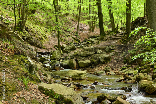Beautiful view of the forest of la Géronstère