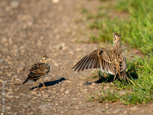 Feldlerche (Alauda arvensis) beim Balztanz photo