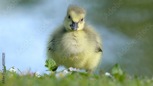 Portrait de poussin oie