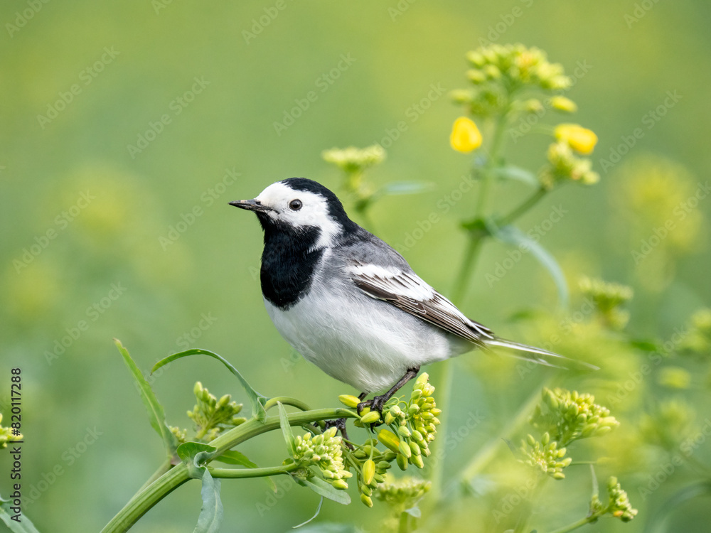 Bachstelze (Motacilla alba) Bachstelze (Motacilla alba)