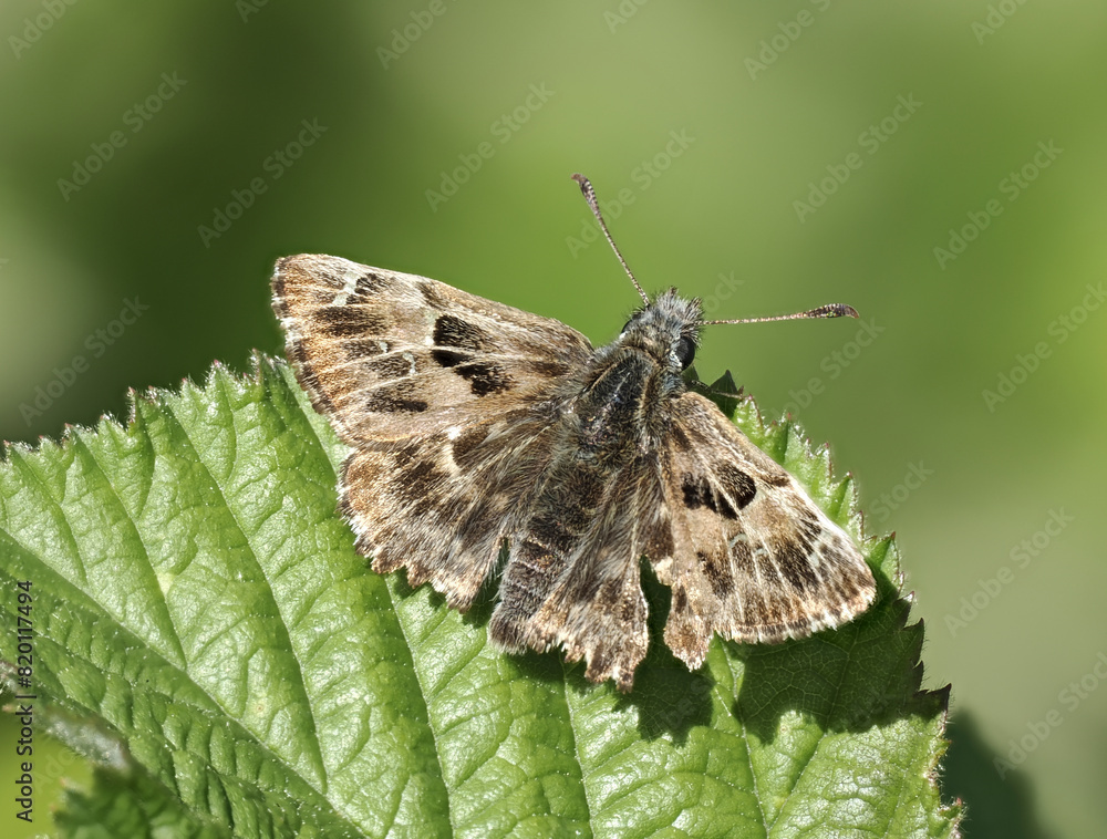Obraz premium Malven-Dickkopffalter (Carcharodus alceae)