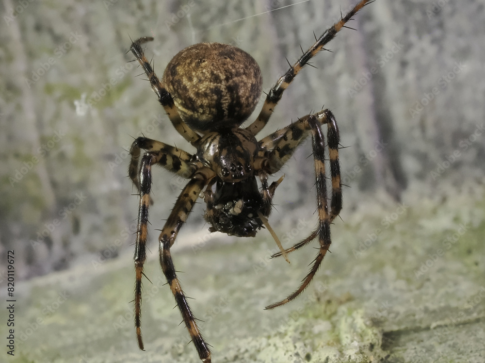 Fototapeta premium Kleine Höhlenspinne (Metellina merianae)