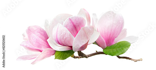 a branch of tender spring pink flower primrose magnolia isolated on transparent background