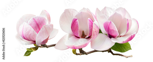 a branch of tender spring pink flower primrose magnolia isolated on transparent background