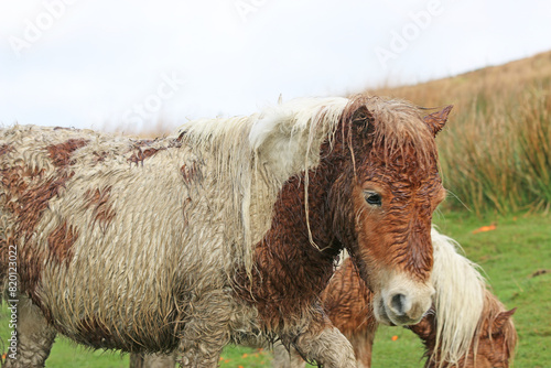 Wild ponies feeding in the rain	 photo