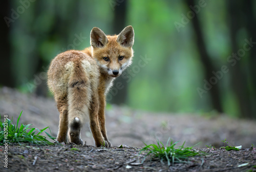 Cute young red fox in the forest ( Vulpes vulpes ) © Piotr Krzeslak