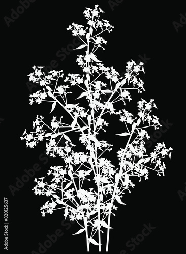 white wild flowers silhouettes on black background