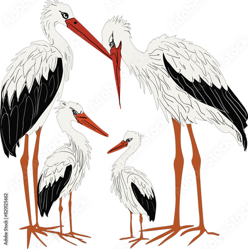 four storks collection on white background