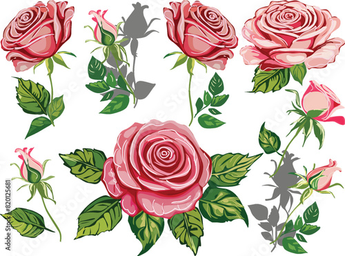 eight pink roses set isolated on white