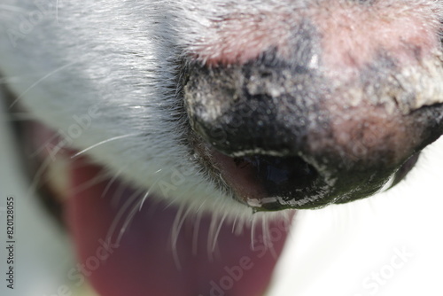 Hyperkeratosis in a husky