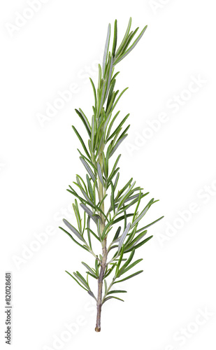 green rosemary on transparent background