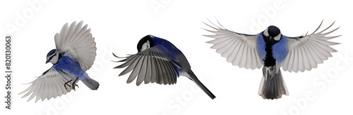 blue small three tits in flight on white background