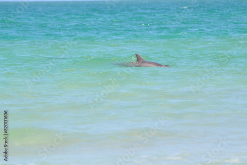 A lone dolphin appears  its dorsal fin cutting through the tropical turquoise waves at Ponce Inlet  Jetty Beach in Florida.