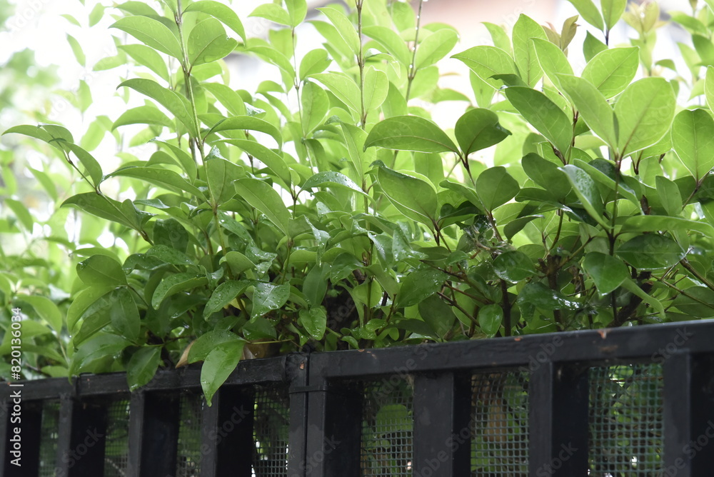 Boundary hedge by morning at spring Boundary hedge by morning at spring