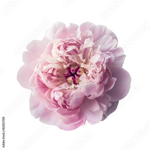 Top view pink peony flower isolated on transparent background