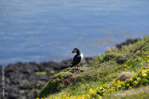 Atlantic puffin on the isle of Staffa in Scotland. The puffins breed on Staffa, a small island of the coast of Mull. 