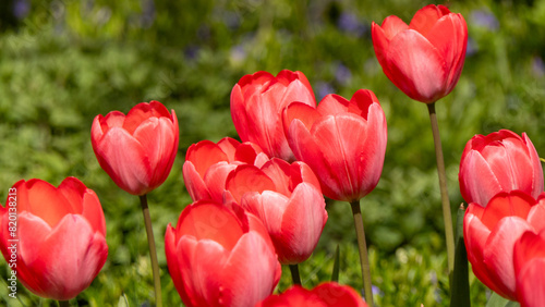 A bunch of red tulips are in a field