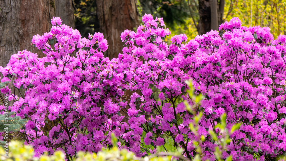 A row of purple flowers rhododendron are in full bloom A row of purple flowers rhododendron are in full bloom